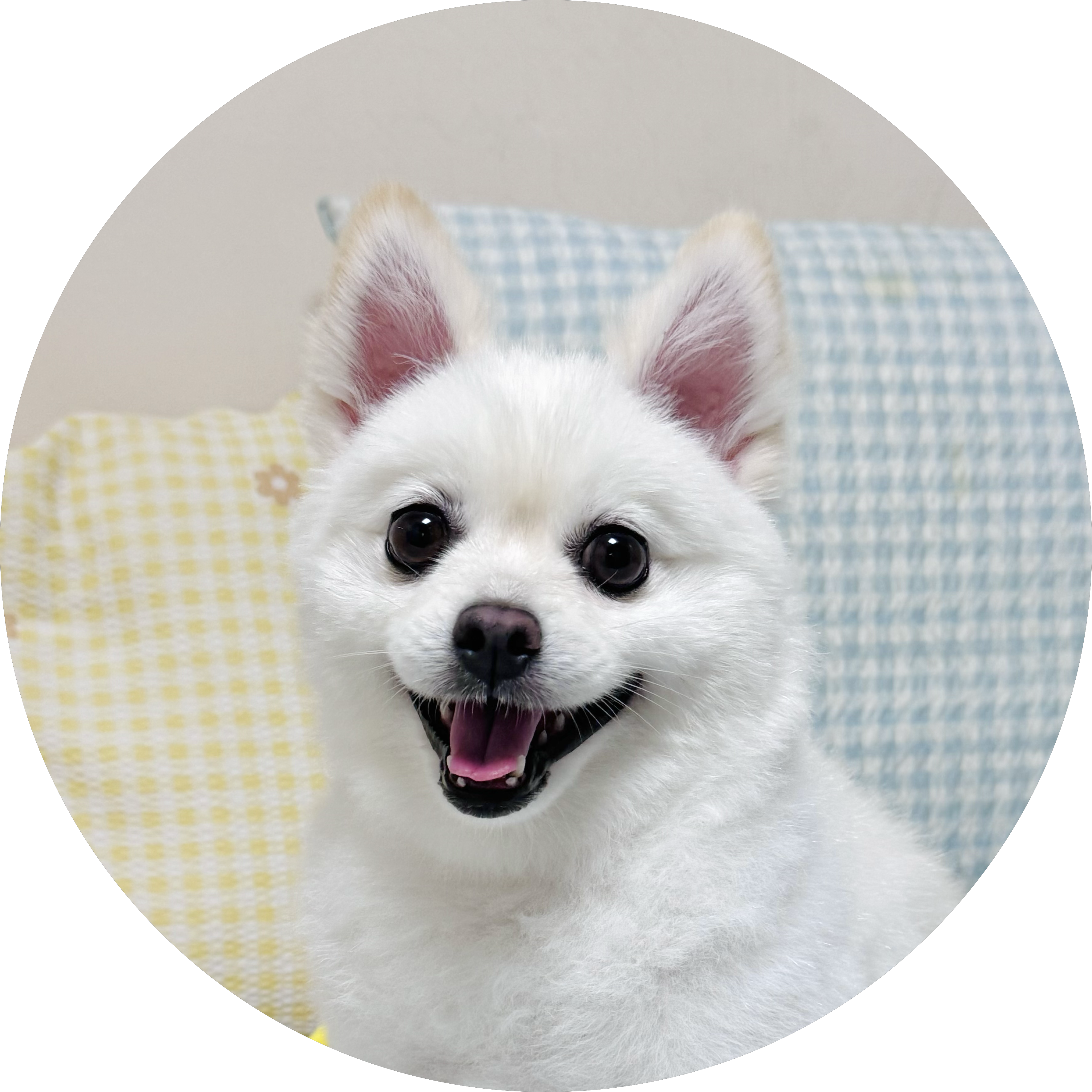 밍키폼 프로필