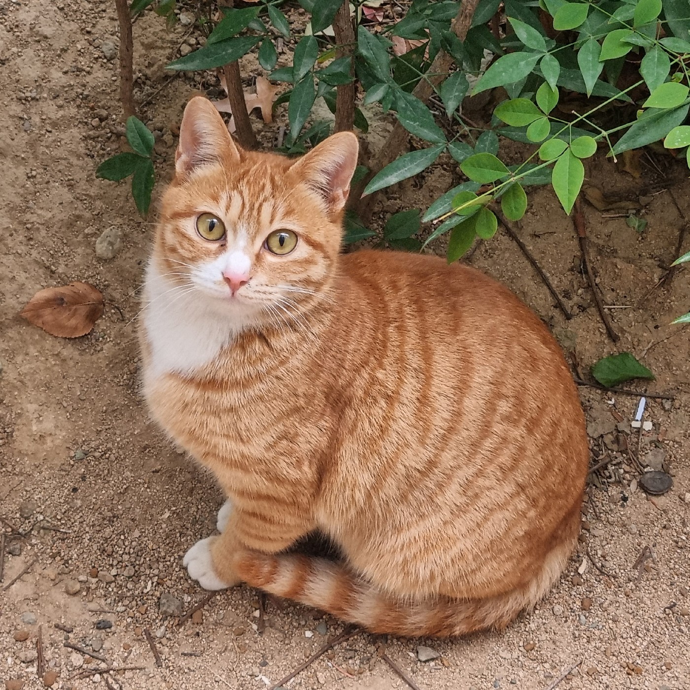 코코쏜 프로필
