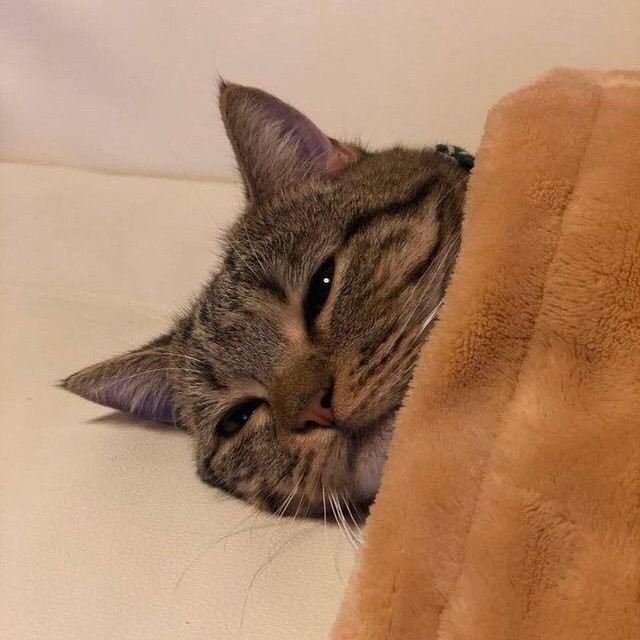 로오다 프로필