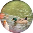 너구리백반