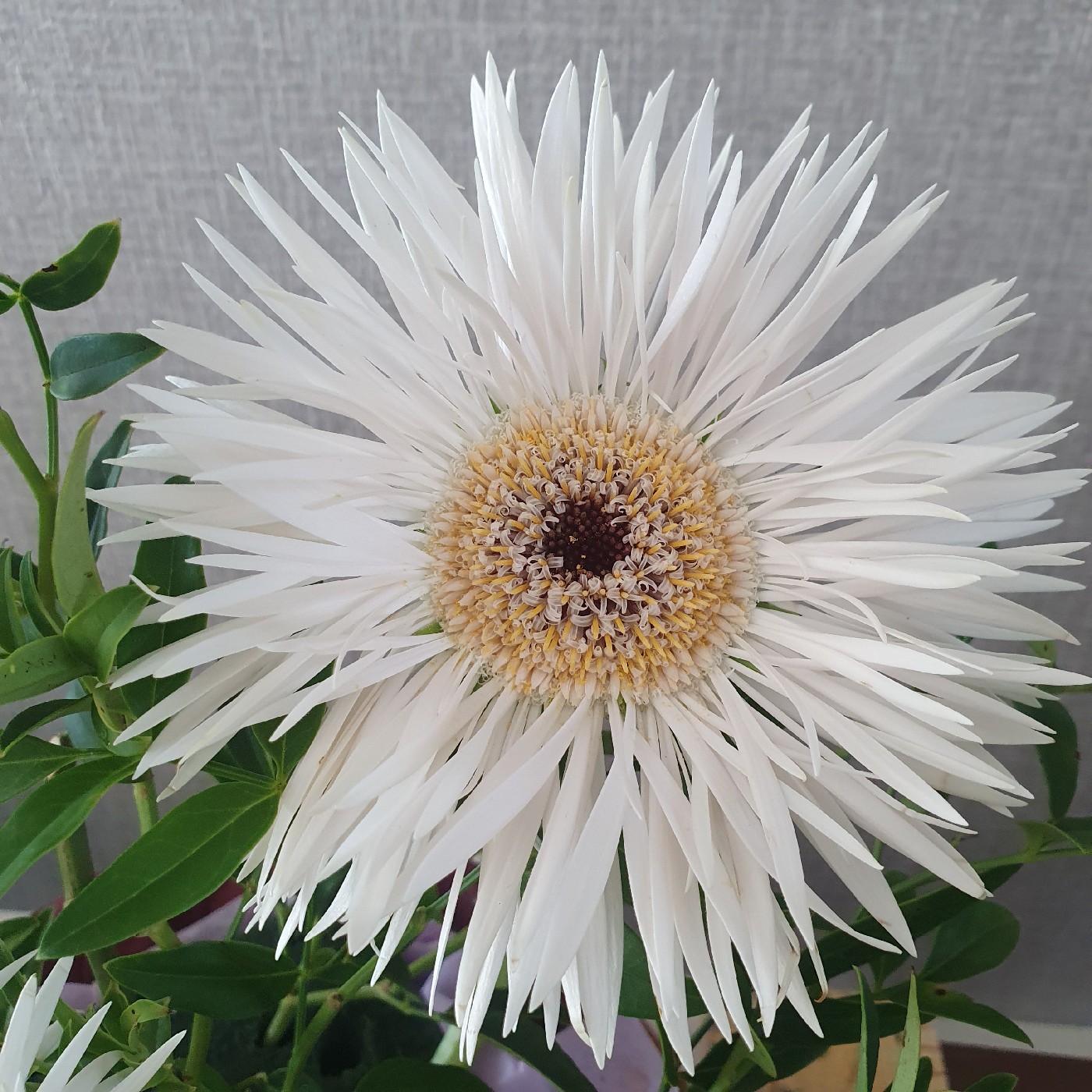 그레이스언니 프로필