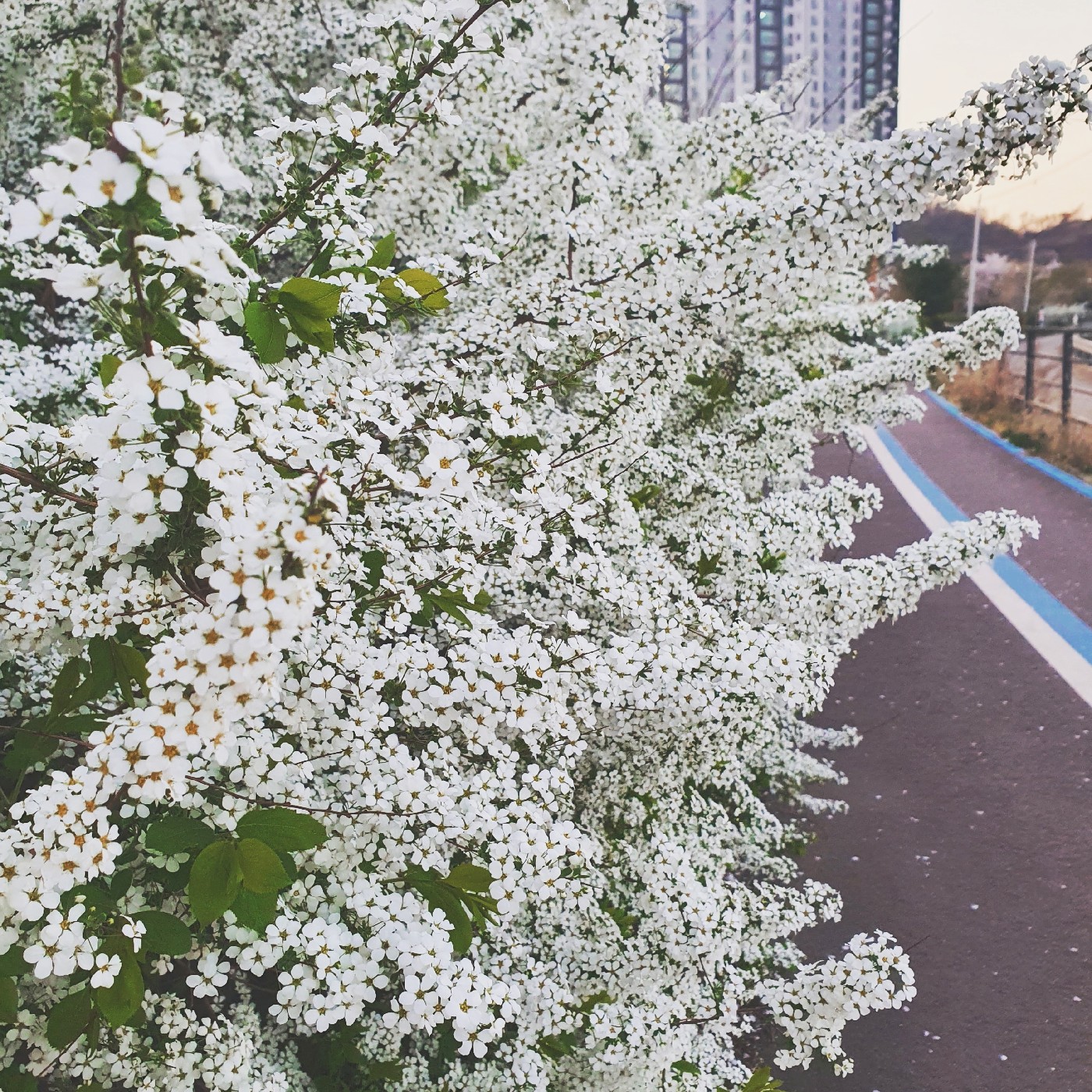 복숭아꽃비 프로필