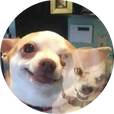 댜묭