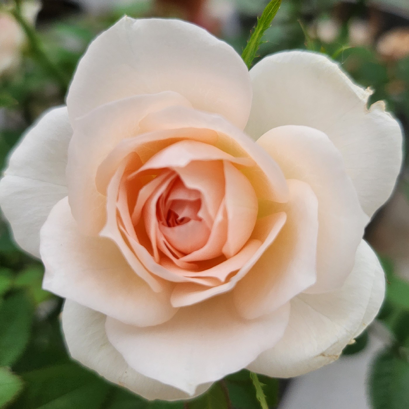 꼬냥님 프로필