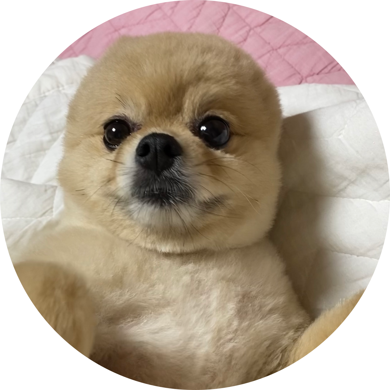 둇둇됴롯 프로필