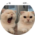 김댕구