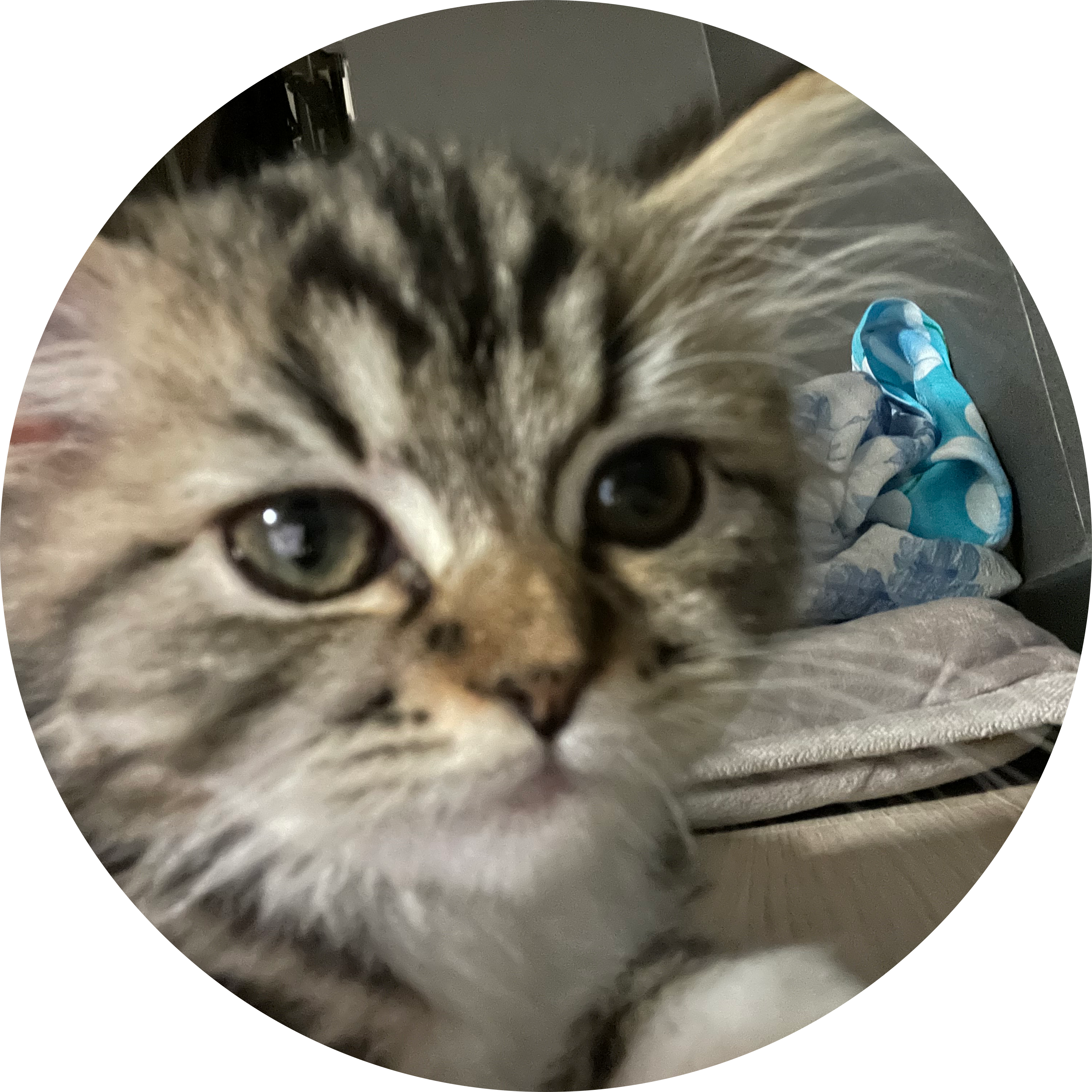 phoebe 프로필