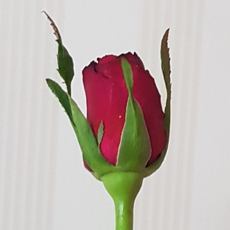 한등 프로필