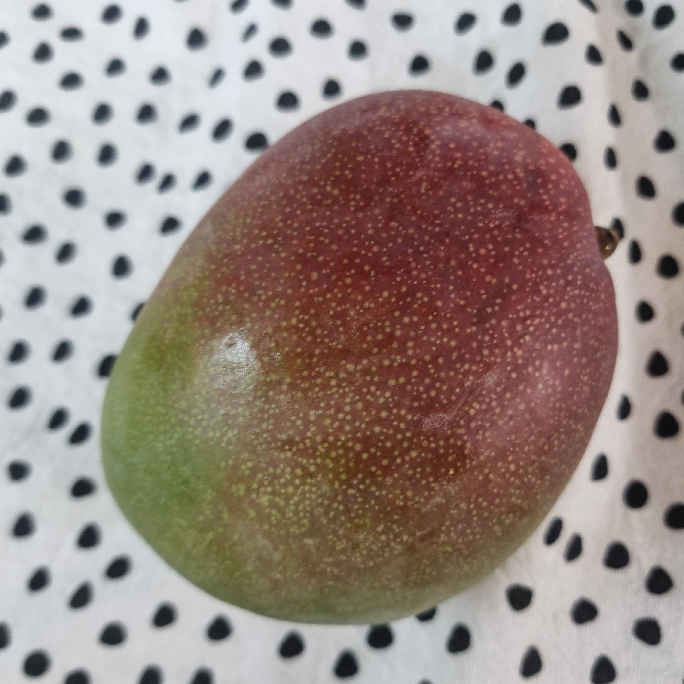 다림8 프로필