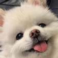 둘리에몽