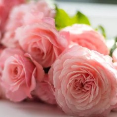 데이지9 프로필