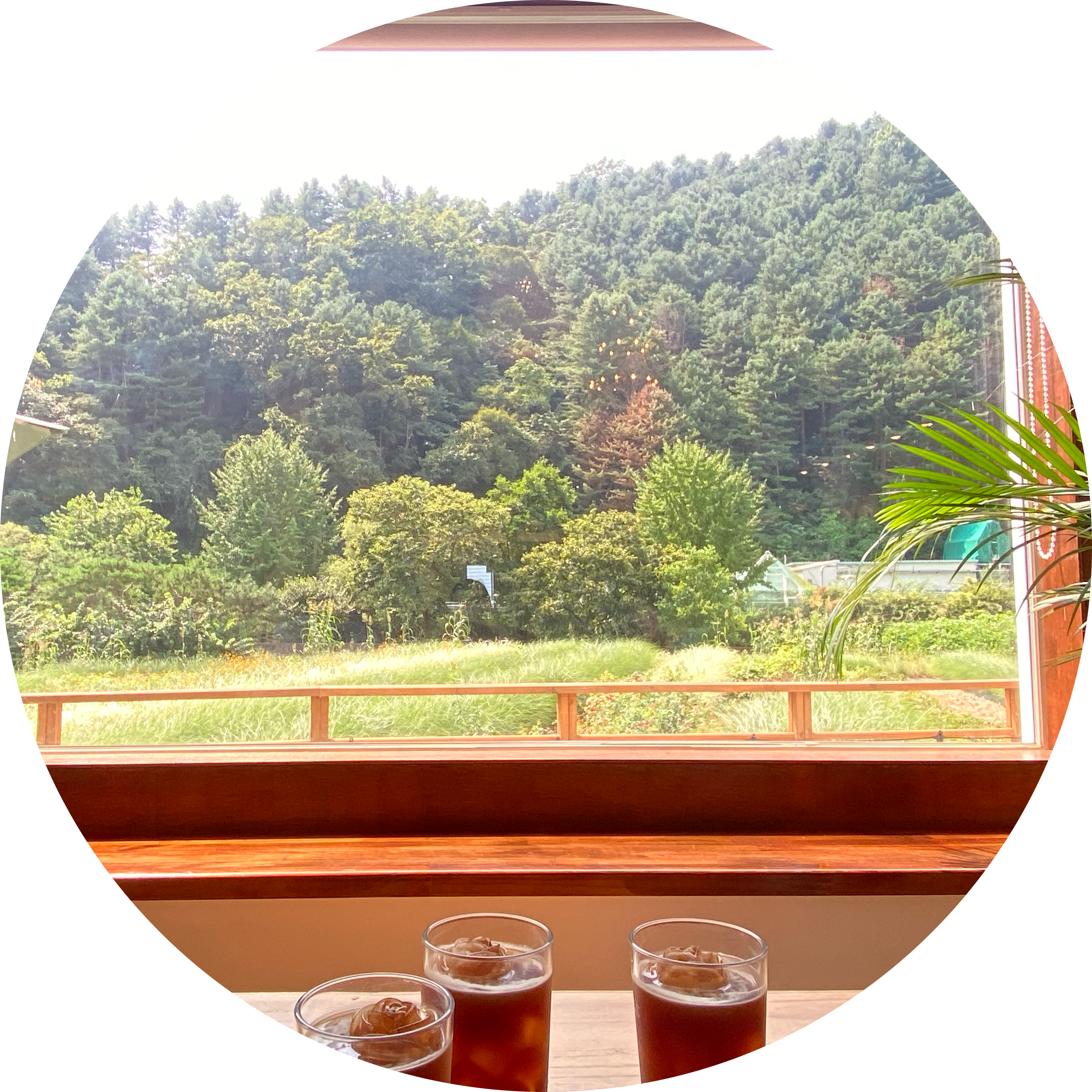 로라로라RR 프로필