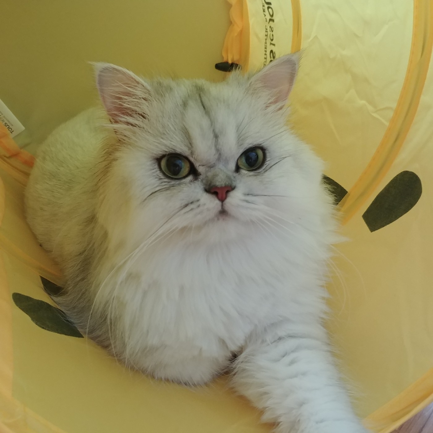 짱요란 프로필