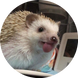 고슴도치치