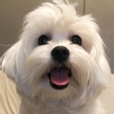 햄굴