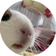 햄덩이