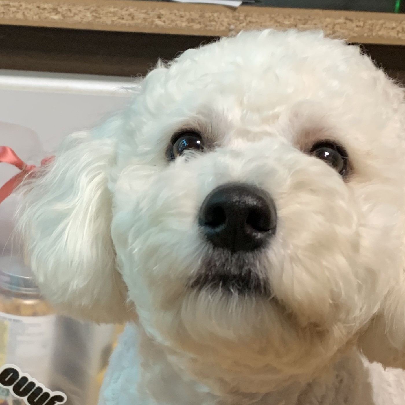 퓨우우 프로필