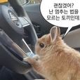 에잇톤토끼