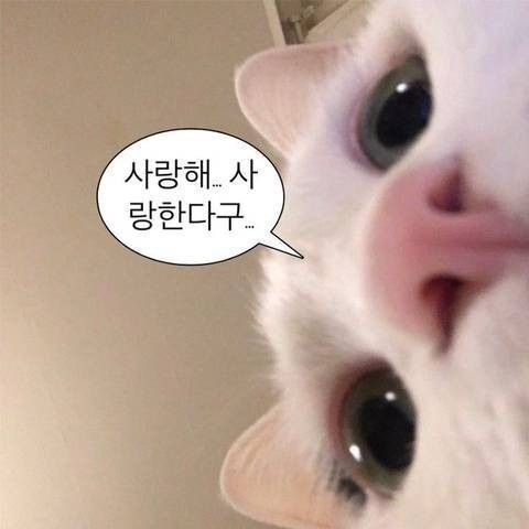 까만찜닭 프로필