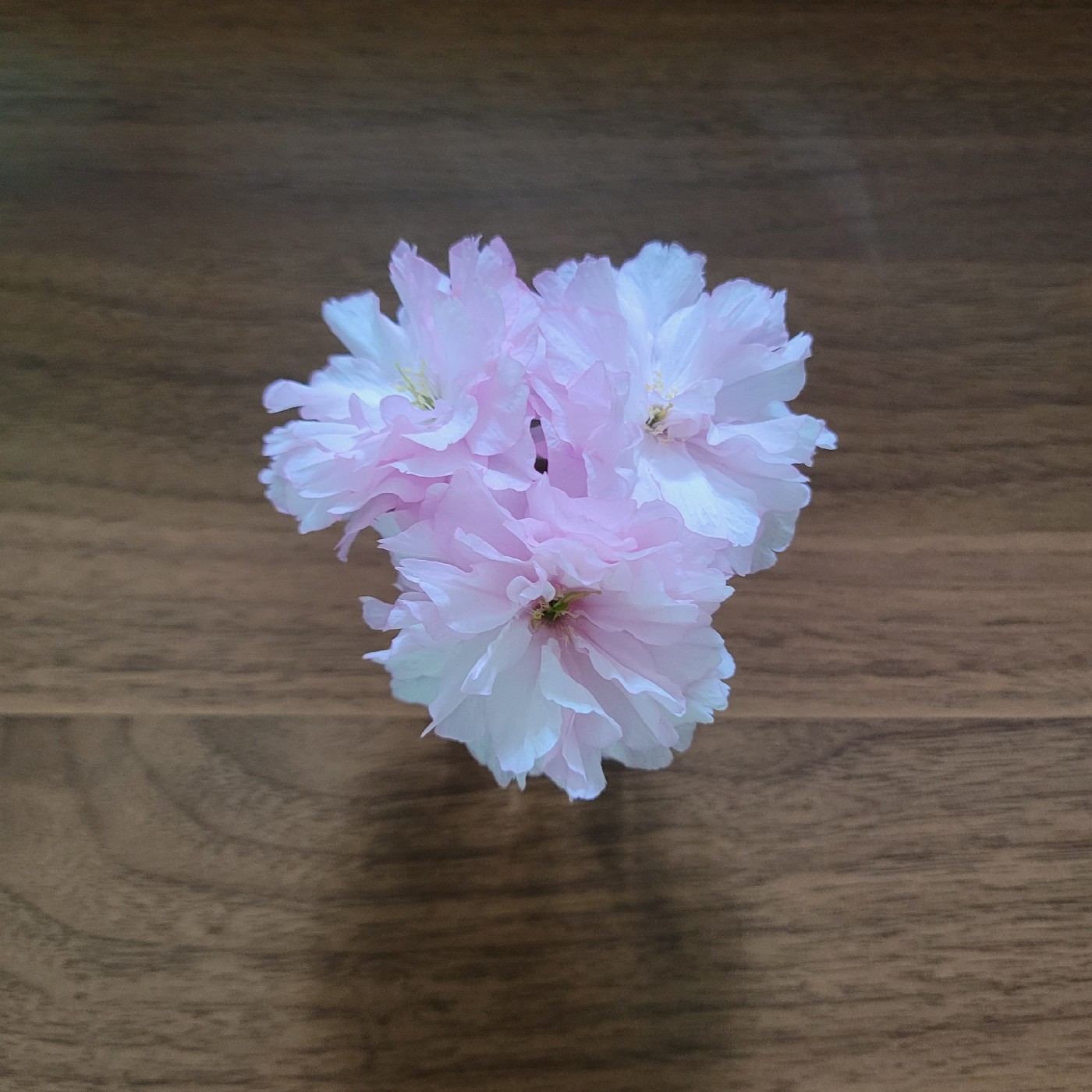 옥수수발꼬락 프로필