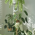 츄리츄츄