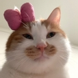 돼양이