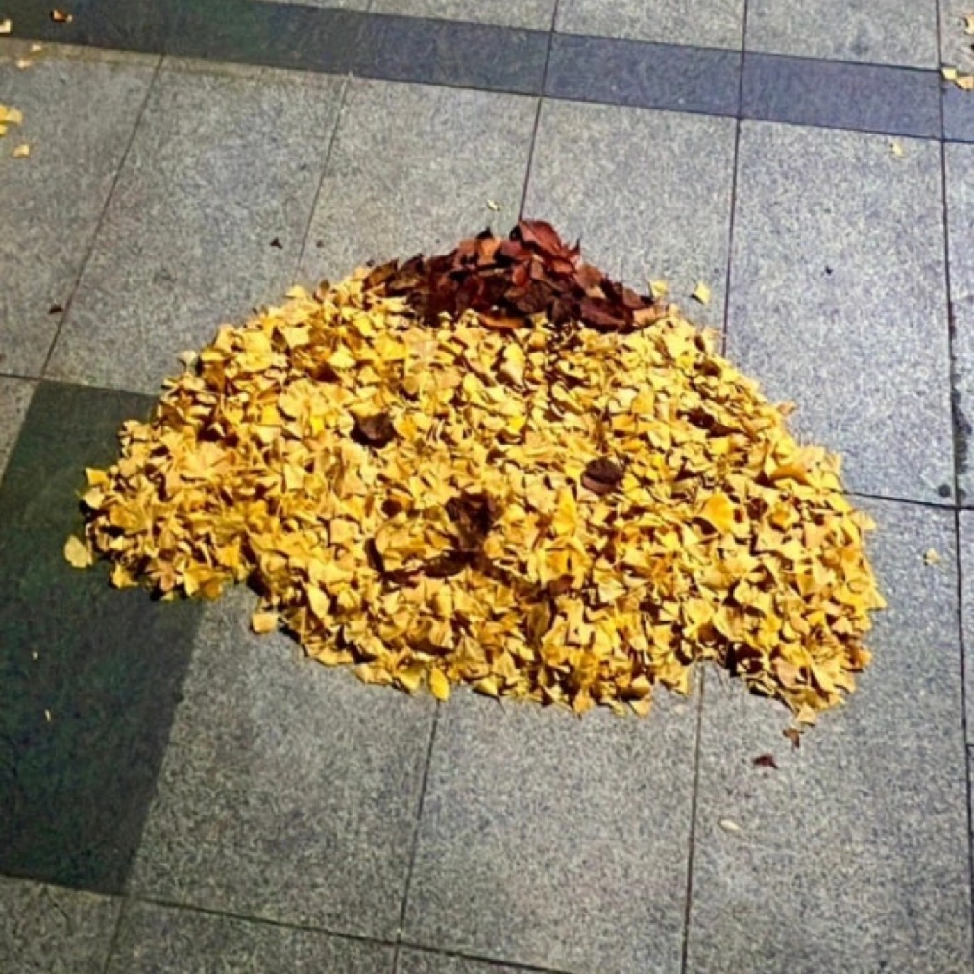 하뚜이 프로필