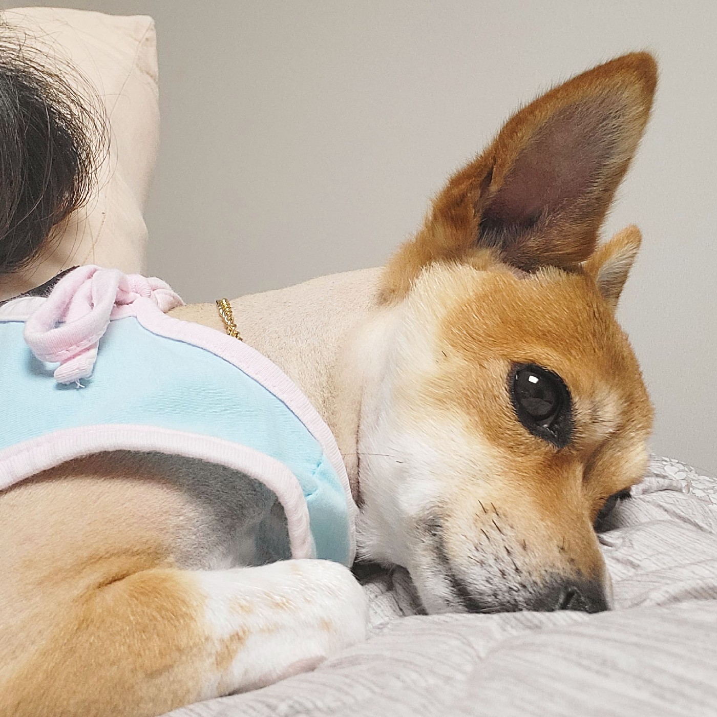 애복이 프로필