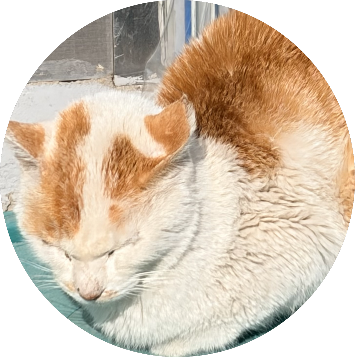 떡진고냥이 프로필