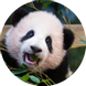 정하르방