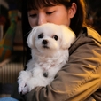 민설아네강아지설탕이
