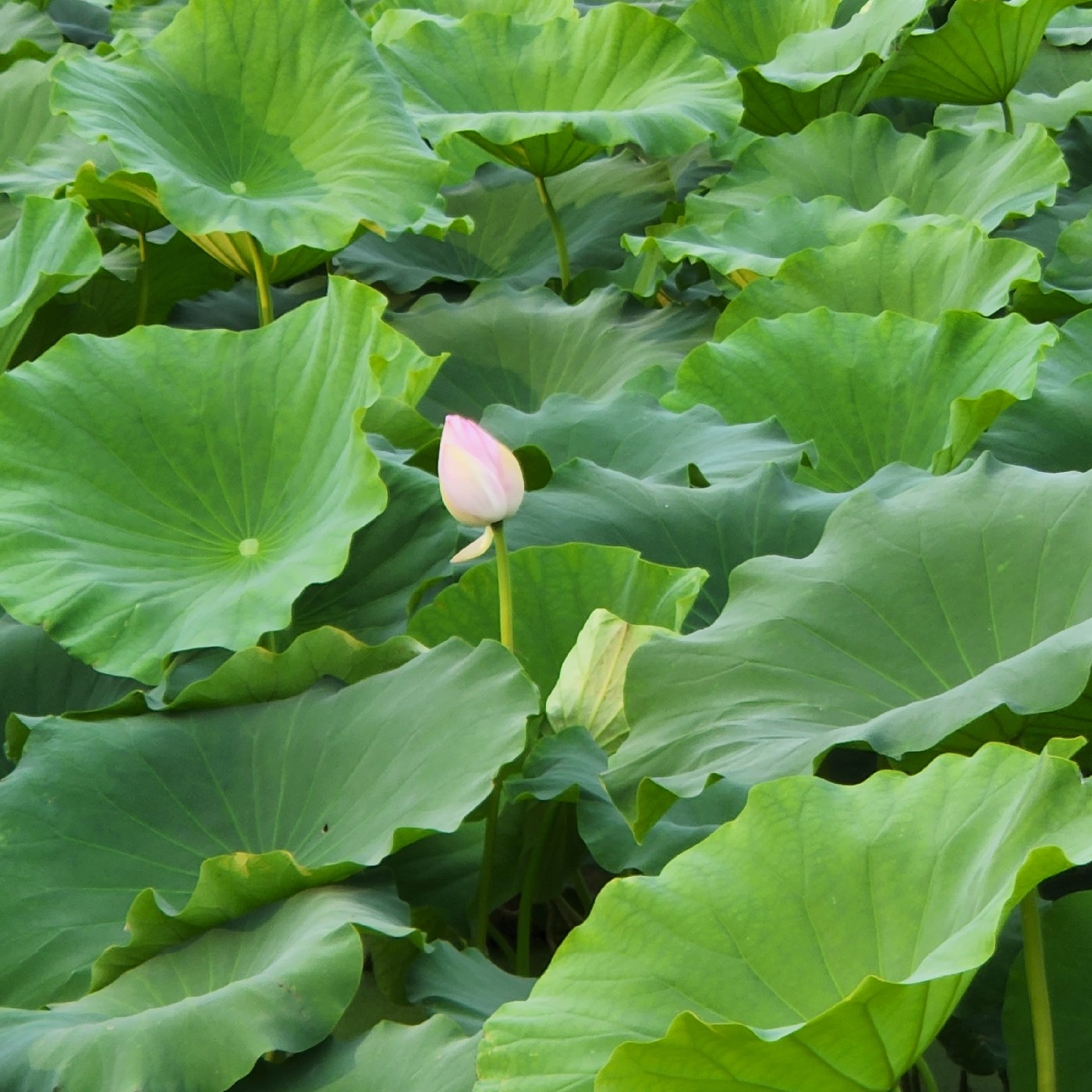 울울님 프로필