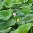 울울님