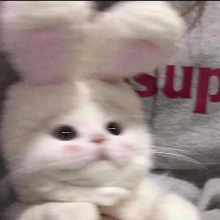 snoopy_ 프로필