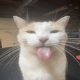 너굴이구리
