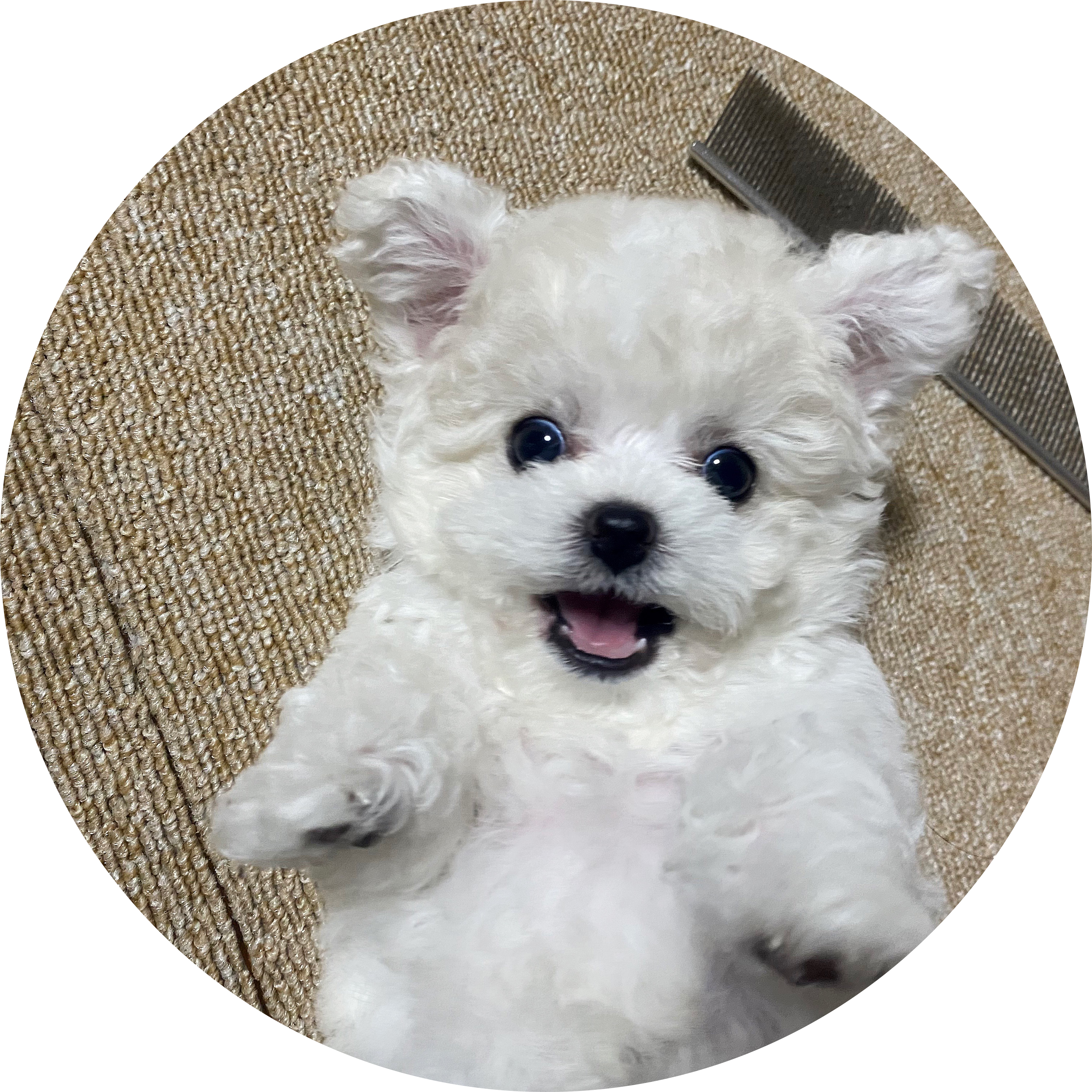꿀설기냠 프로필