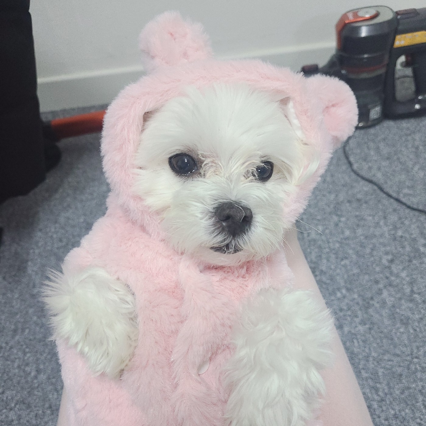 은당투 프로필