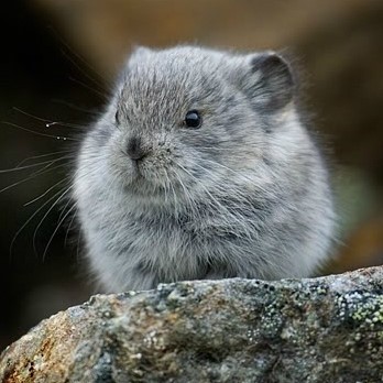 오또니 프로필