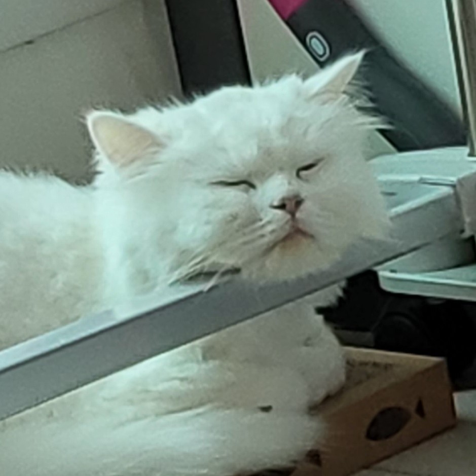 유라왕자 프로필