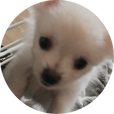 순우유찹쌀떡