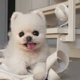 포니안루퐁이^^