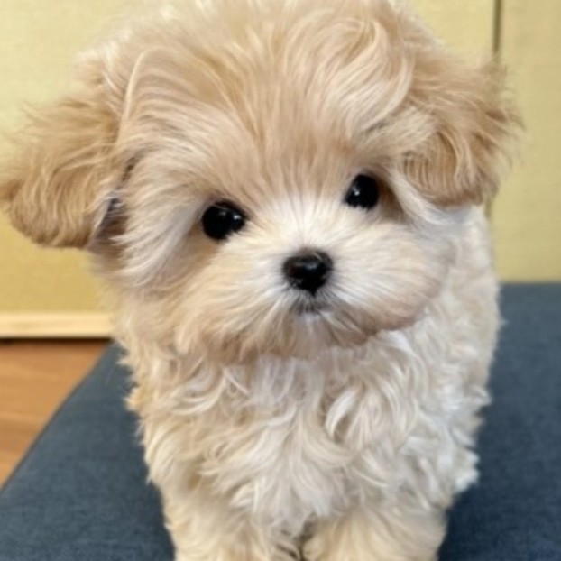 노이123 프로필