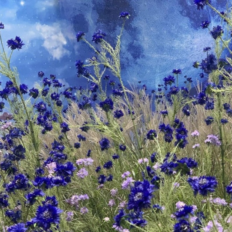 bluerose 프로필