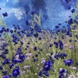 bluerose