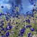 bluerose