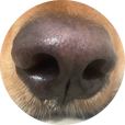 호슬