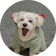 보라지차