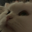 코먐미