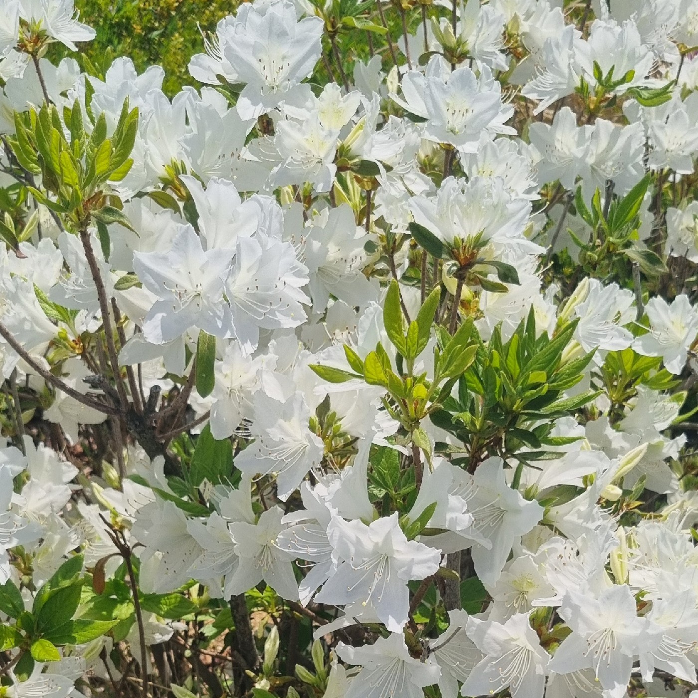 후루꾸 프로필