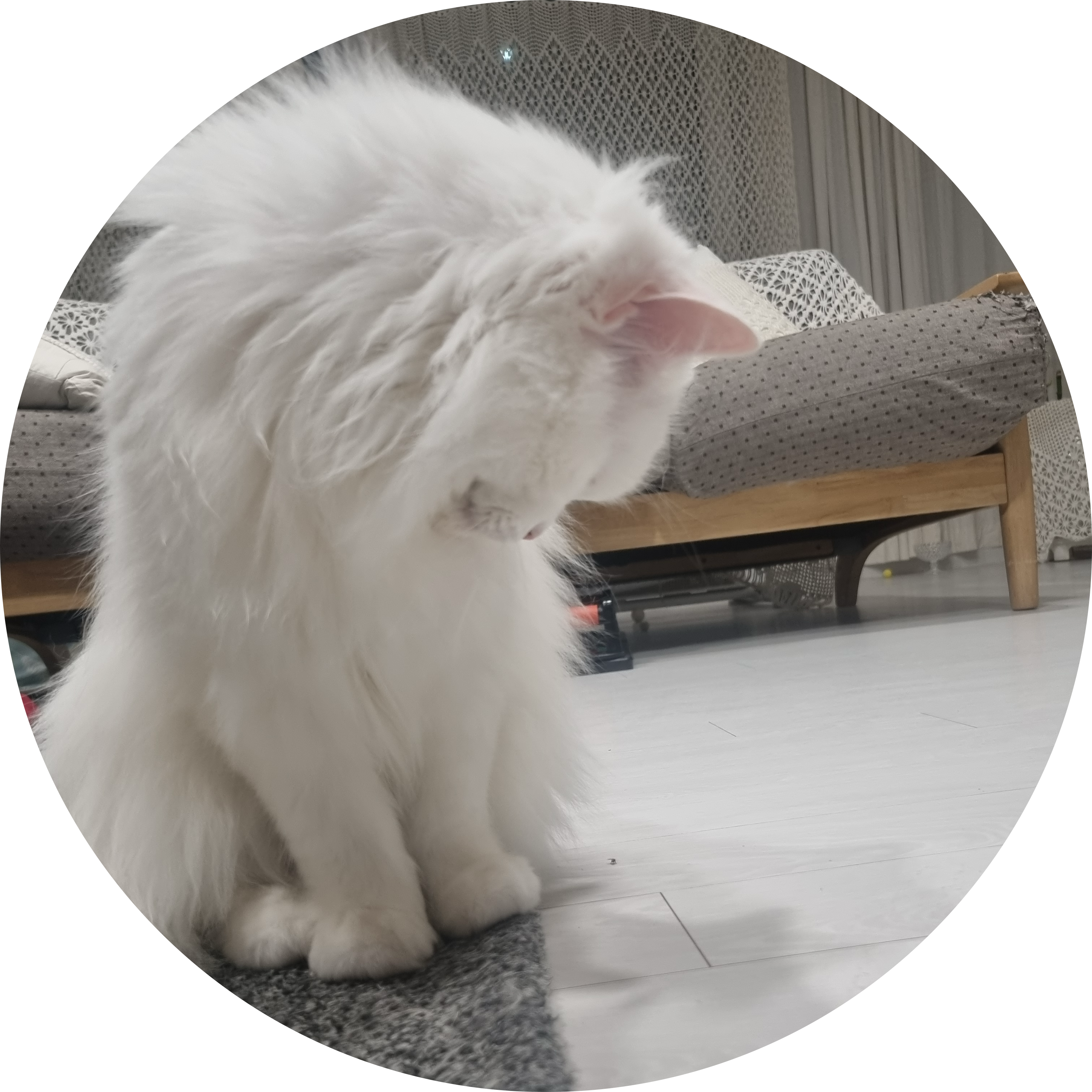 아리옹니 프로필